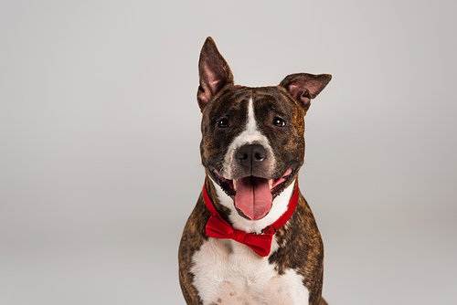purebred staffordshire bull terrier in red bow tie isolated on grey