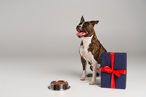 purebred staffordshire bull terrier sitting near wrapped gift box and bowl with pet food on grey