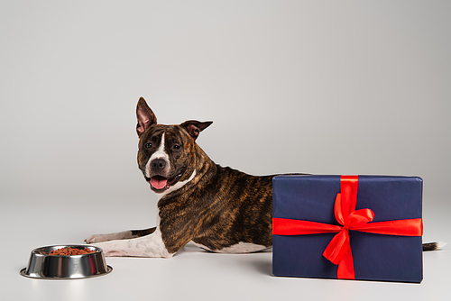 purebred staffordshire bull terrier lying near wrapped gift box and bowl with pet food on grey