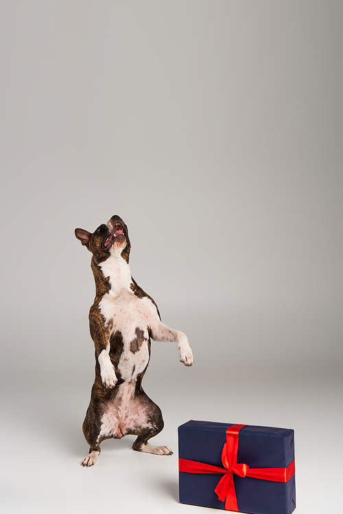 purebred staffordshire bull terrier standing up near gift box on grey
