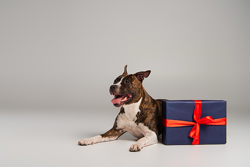 purebred staffordshire bull terrier lying near wrapped present of grey