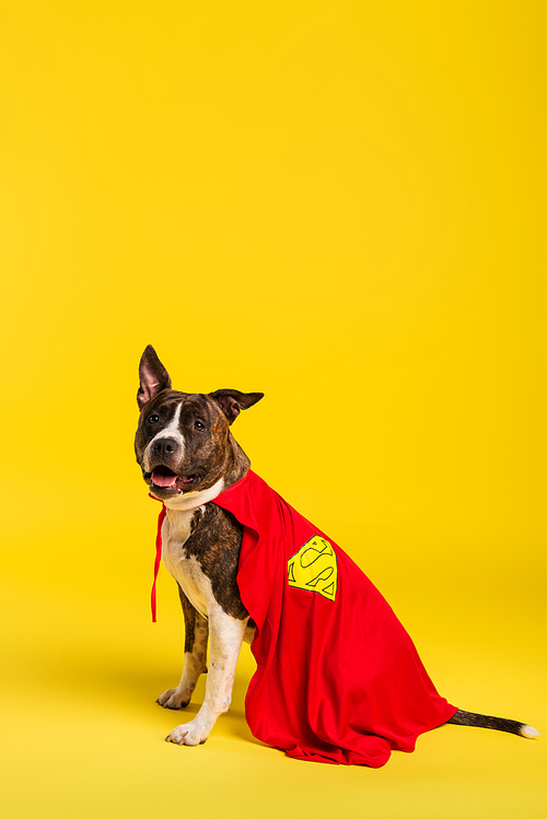 purebred staffordshire bull terrier in halloween superhero cloak sitting on yellow