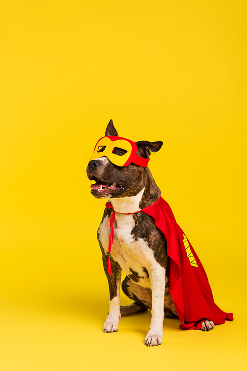 purebred staffordshire bull terrier in halloween superhero cloak and mask sitting on yellow