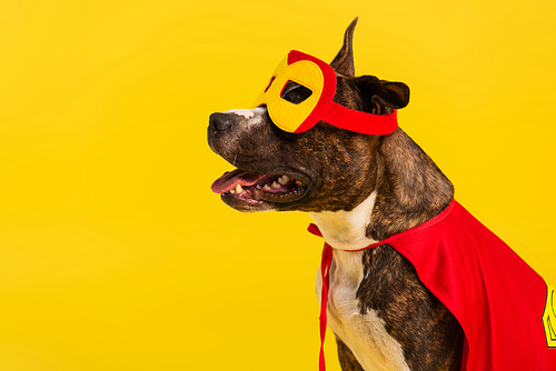 purebred staffordshire bull terrier in halloween superhero cloak and mask isolated on yellow