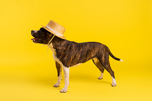 purebred staffordshire bull terrier in stylish straw hat standing on yellow