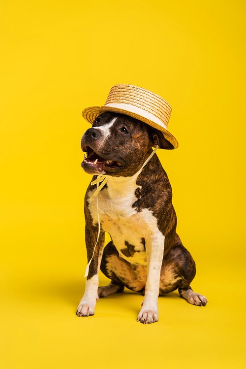 purebred staffordshire bull terrier in stylish straw hat sitting and looking away on yellow