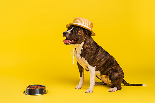 purebred staffordshire bull terrier in stylish straw hat sitting near bowl with bet food on yellow