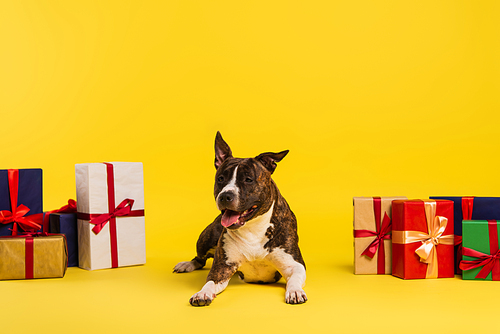 purebred staffordshire bull terrier resting near wrapped presents on yellow background