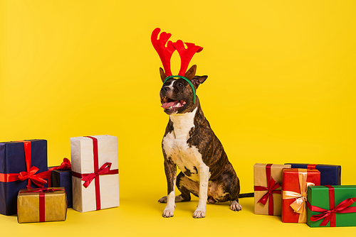 purebred staffordshire bull terrier in headband with deer horns near wrapped presents on yellow background
