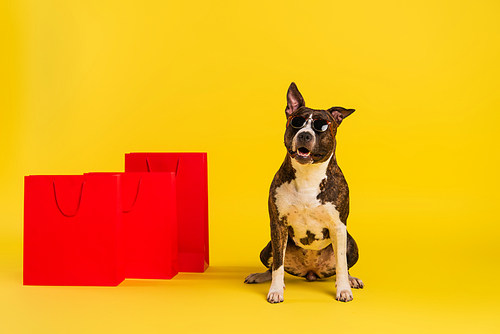 purebred staffordshire bull terrier in stylish sunglasses sitting near red shopping bags on yellow
