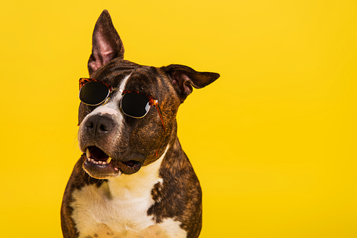 purebred staffordshire bull terrier in stylish sunglasses isolated on yellow