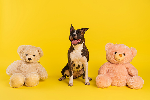 purebred staffordshire bull terrier sitting near soft toys on yellow