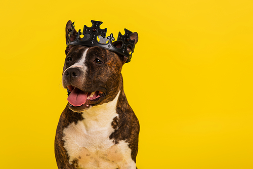 purebred staffordshire bull terrier in crown isolated on yellow
