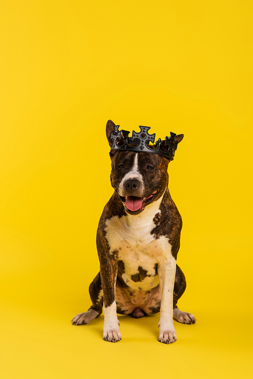 purebred staffordshire bull terrier in crown sitting on yellow
