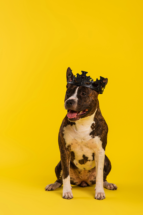 purebred staffordshire bull terrier in royal crown sitting on yellow