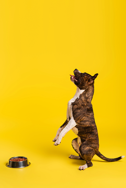 purebred staffordshire bull terrier standing up near bowl with pet food on yellow