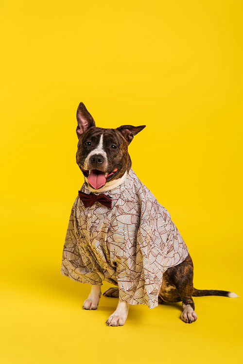 purebred staffordshire bull terrier in cape with bow tie sitting on yellow