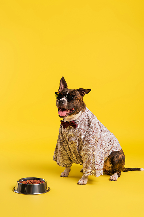 purebred staffordshire bull terrier in cape with bow tie and stylish sunglasses sitting near bowl with pet food on yellow