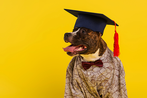 purebred staffordshire bull terrier in cape with bow tie and graduation cap isolated on yellow