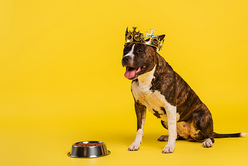 purebred staffordshire bull terrier in crown sitting near bowl with pet food on yellow
