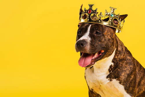 purebred staffordshire bull terrier in golden crown isolated on yellow