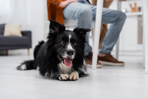 Cropped view of border collie lying on floor near blurred man in kitchen