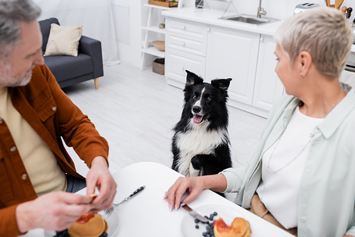 Border collie dog posing near blurred couple and pancakes on table