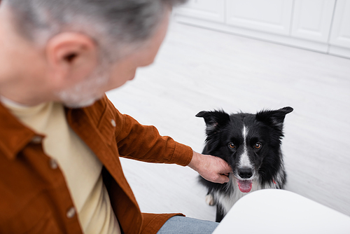 High angle view of blurred man petting border collie in kitchen