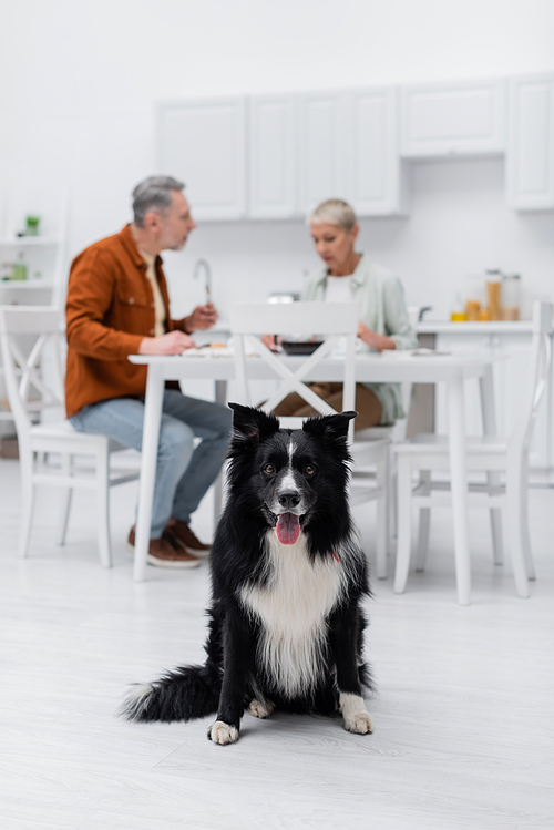 Border collie looking at camera near blurred couple in kitchen