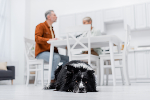 Low angle view of border collie lying on floor near blurred couple in kitchen