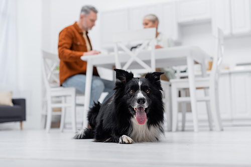 Low angle view of border collie sticking out tongue near blurred couple in kitchen