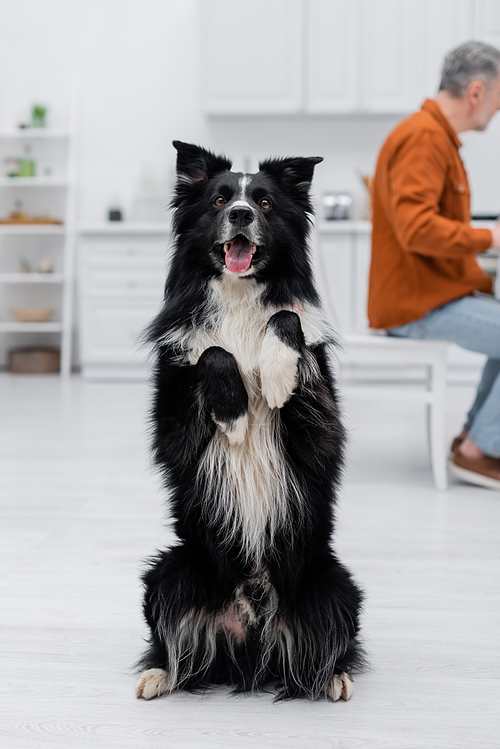 Border collie posing and looking at camera near blurred man in kitchen