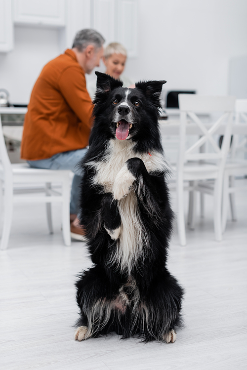 Border collie posing near blurred mature couple in kitchen