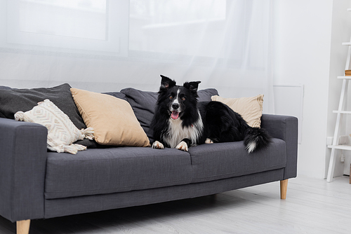 Border collie lying on couch at home