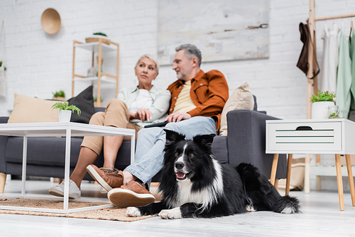 Border collie dog lying near blurred couple talking on couch at home