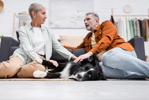 Low angle view of border collie lying on floor near blurred couple at home
