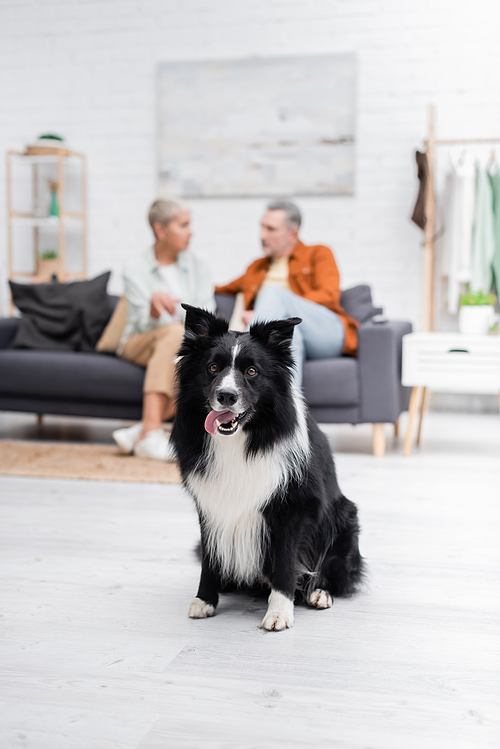 Border collie sticking out tongue near blurred couple in living room
