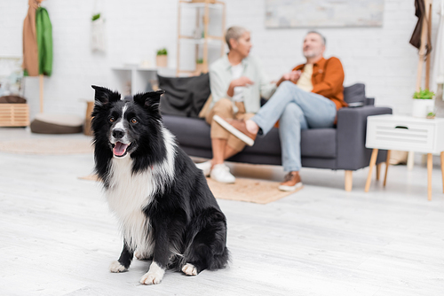 Border collie looking at camera near blurred couple on couch at home