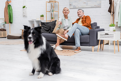 Senior woman pointing at blurred border collie near husband on couch at home