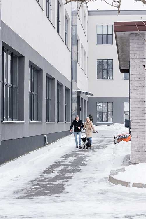 Couple in winter outfit walking border collie on leash on urban street
