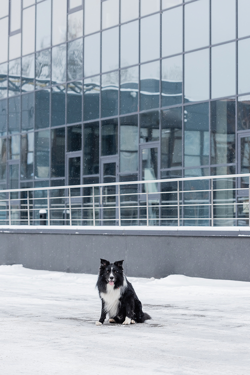 Border collie dog sitting on snow near building on urban street