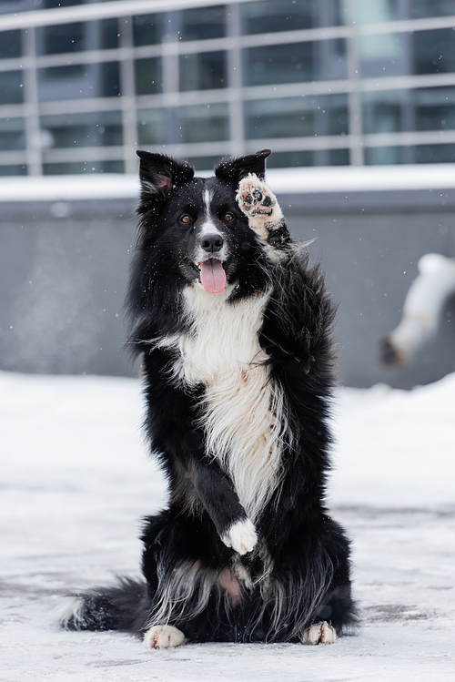 Border collie sticking out tongue and posing on snow outdoors