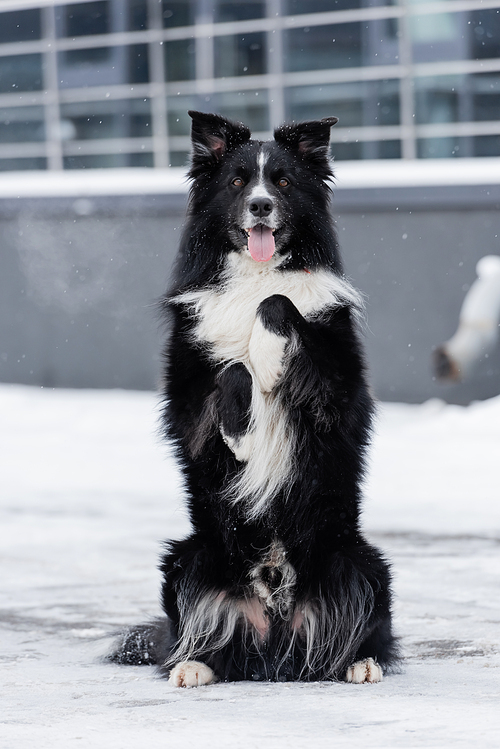 Border collie posing and looking at camera on snow outdoors
