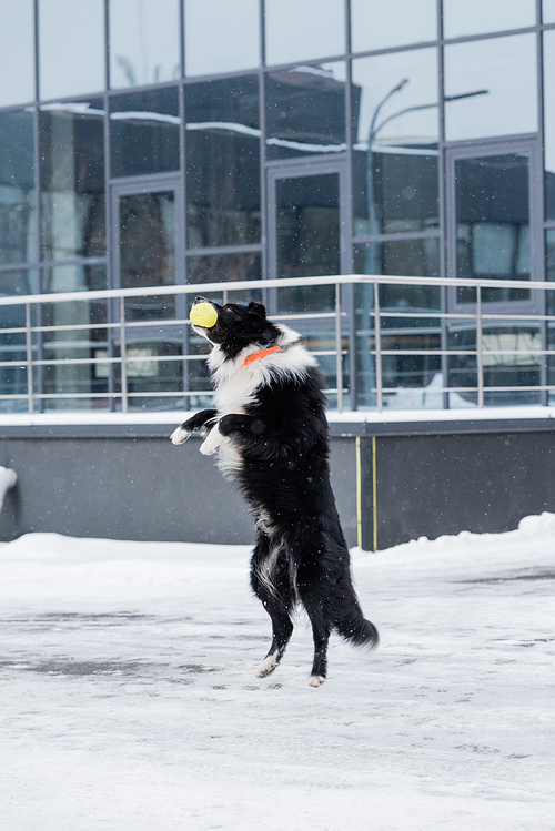 Border collie jumping while playing with ball on street in winter