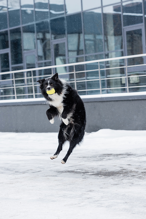 Border collie holding ball while jumping on urban street in winter