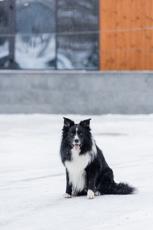 Border collie dog sitting on urban street in winter