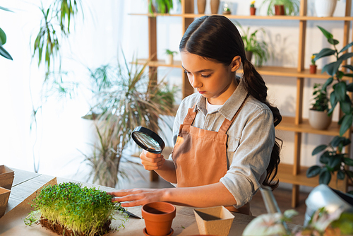 Preteen girl in apron holding magnifying glass near microgreen plant at home
