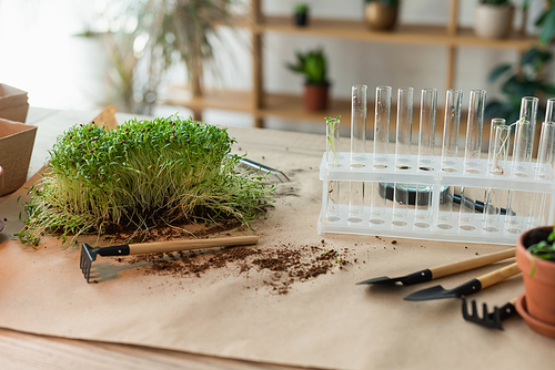 Test tubes near microgreen and gardening tools at home