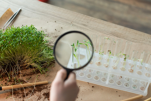 Cropped view of kid holding magnifying glass near test tubes with plants at home