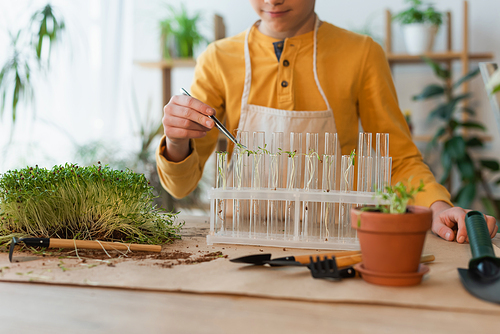 Cropped view of boy with tweezers putting plants in test tubes at home